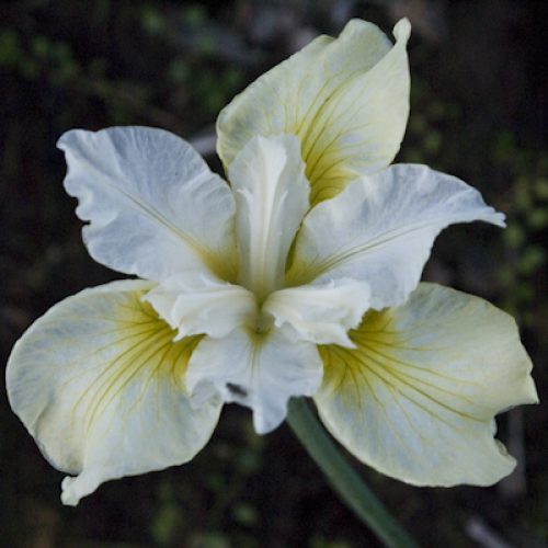 Kosatec sibiřský MOON SILK