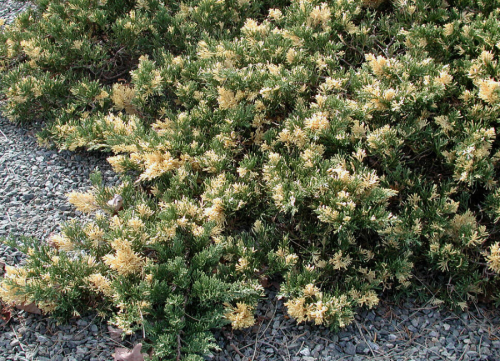 Jalovec čínský EXPANSA VARIEGATA