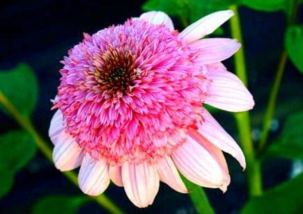 Třapatkovka SECRET ROMANCE