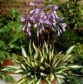 Funkia - HOSTA CHERRY BERRY