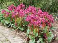 Bergenia Sercowata WINTERGLUT