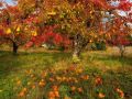 Grusza AMFORA
