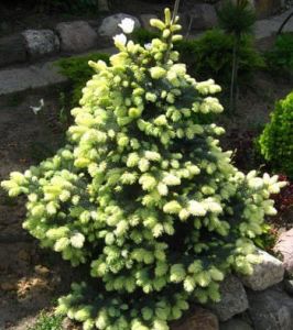 Smrk východní  AUREOSPICATA