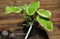 Funkia - HOSTA FRAGANT BOUQUET