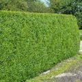 Thuja CAN-CAN