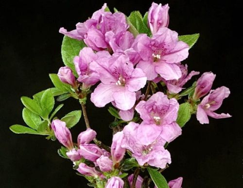 Azalka japonská SASAVA