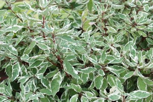 Svída bílá SIBIRICA VARIEGATA