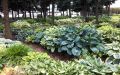 Funkia - HOSTA SHEILA WEST