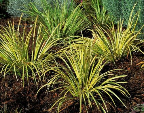 Puškvorec trávolistý ARGENTEOSTRIATUS