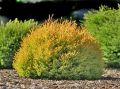 Thuja RHEINGOLD