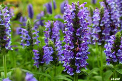 Šanta kočičí BLUE CARPET