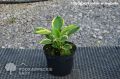 Funkia - HOSTA WINTER SNOW