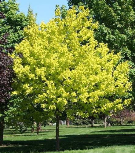 Javor mléč PRINCETON GOLD - 120 cm