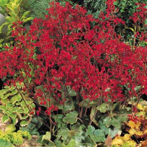 Dlužicha CORAL FOREST