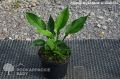 Funkia - HOSTA ABIQUA DRINKING GOURD