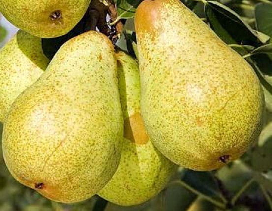 Grusza BONKRETA WILLIAMSA