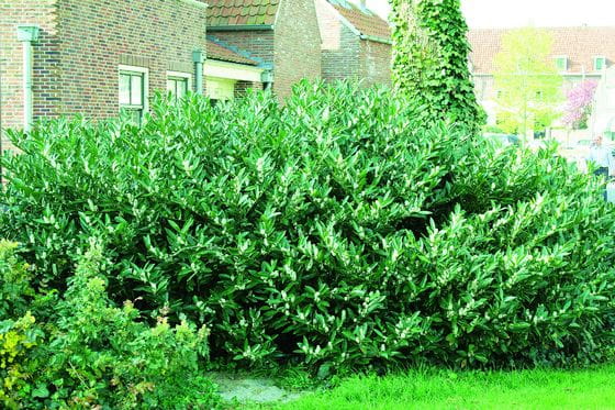 Laurowiśnia Wschodnia CAUCASICA