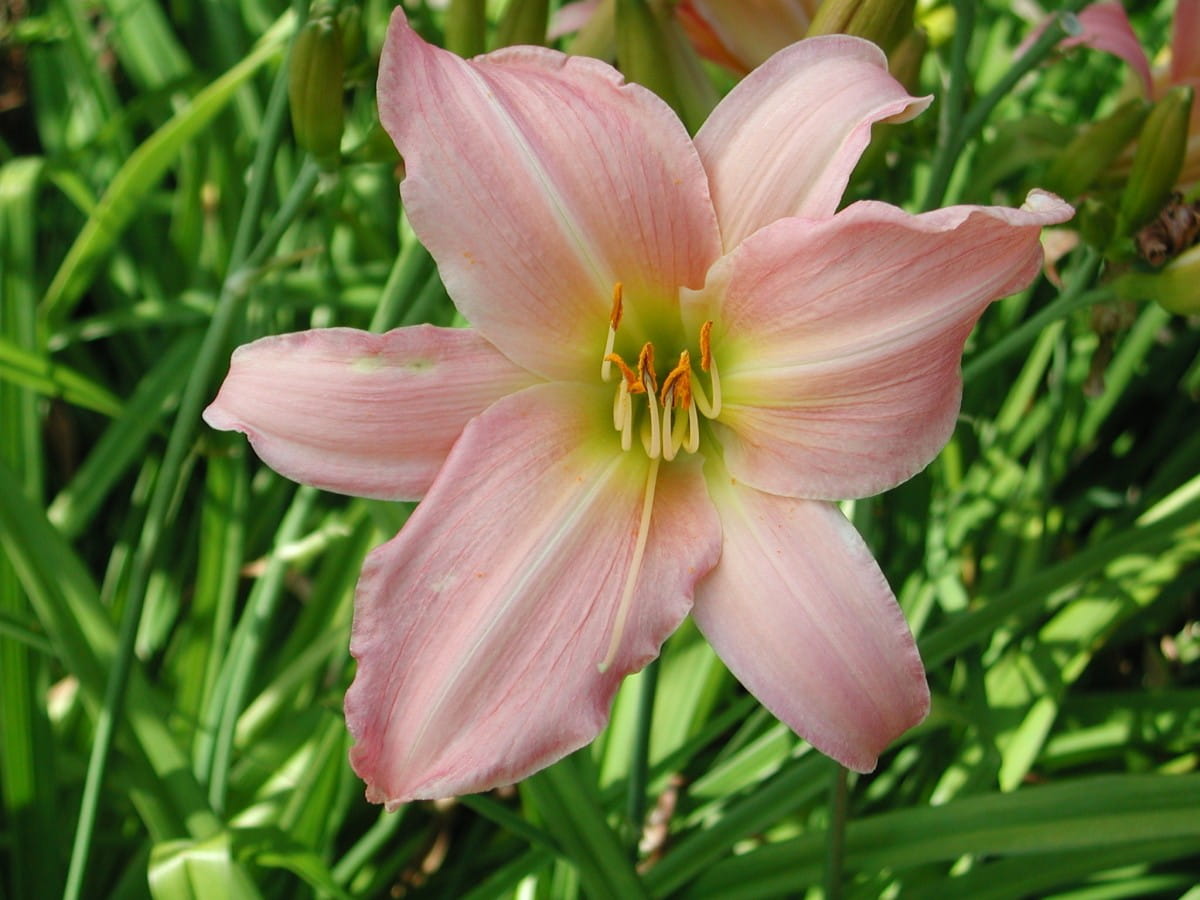 Liliowiec Ogrodowy WINSOME LADY