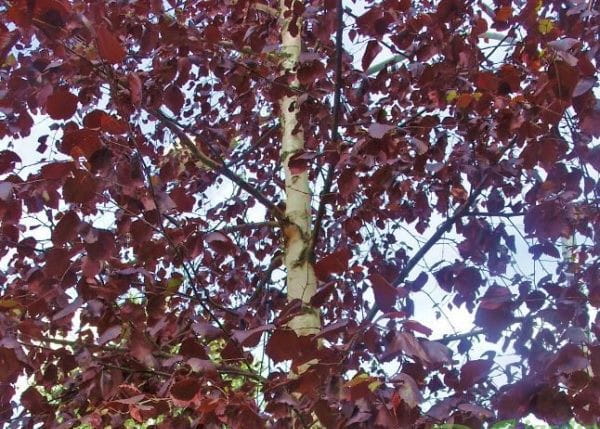 Brzoza brodawkowata Royal Frost