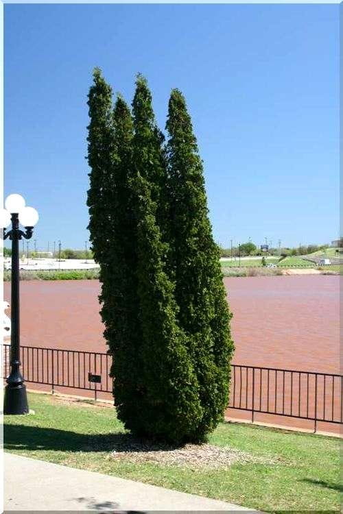 THUJA ŻYWOTNIK Zachodni DEGROOT'S SPIRE