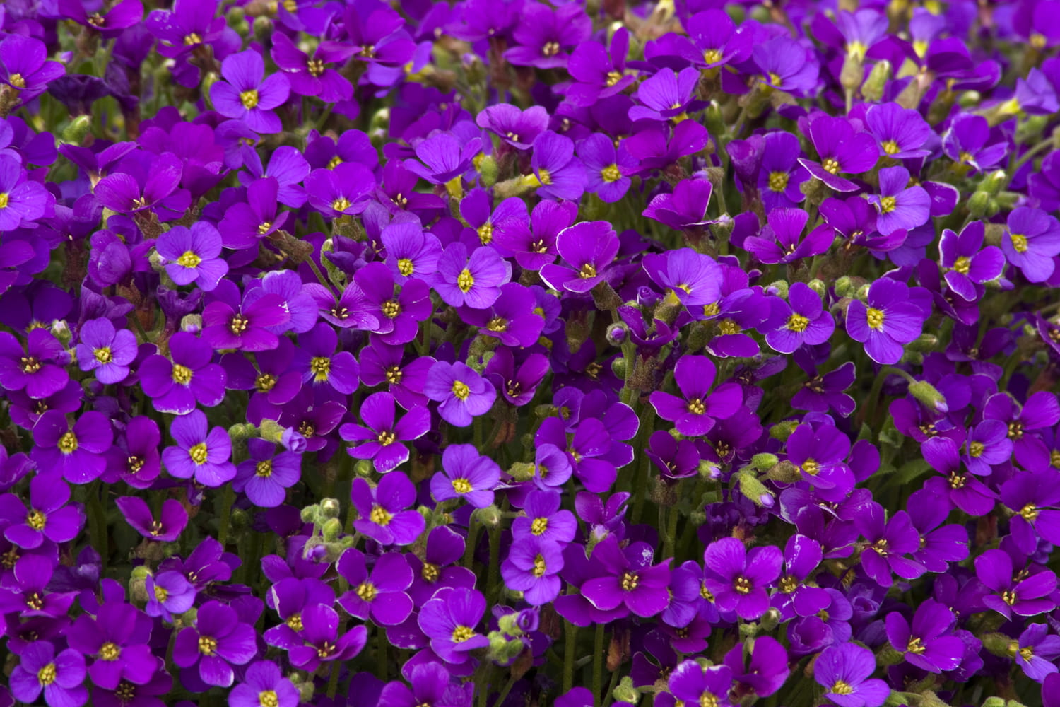 Żagwin Axcent DEEP PURPLE