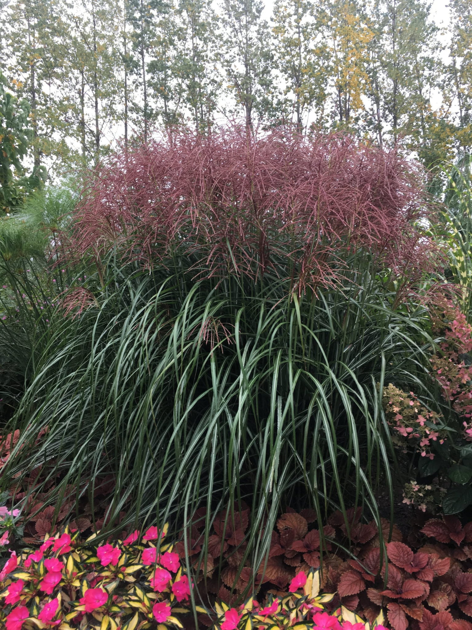 Miskant Chiński MALEPARTUS