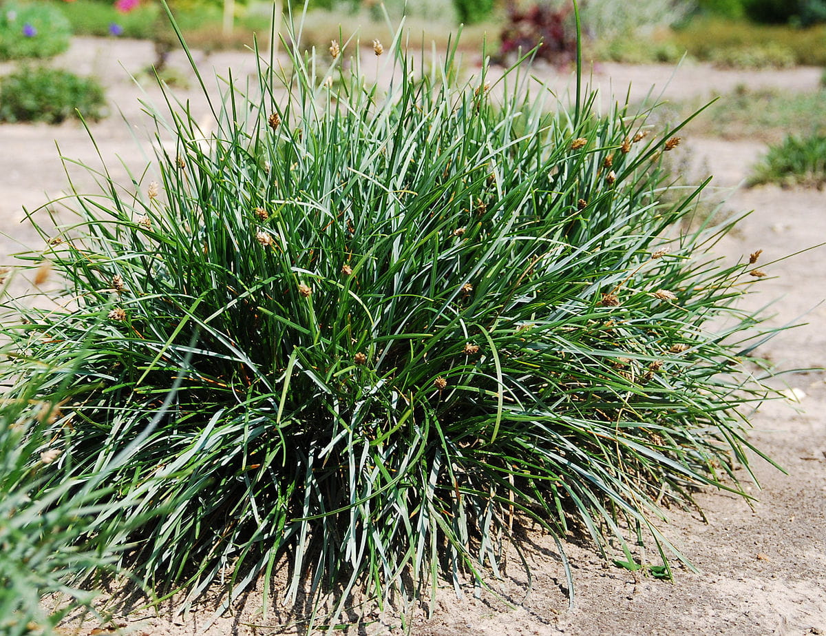 Sesleria Skalna
