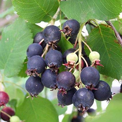 ŚWIDOŚLIWA olcholistna HONEYWOOD