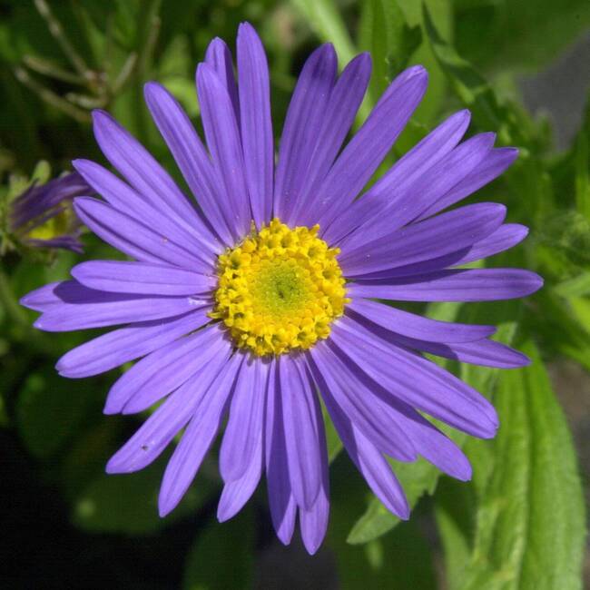 Aster Alpejski DUNKLE SHONE