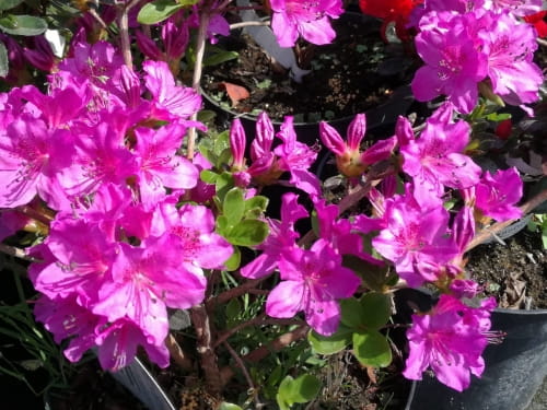 Azalia japońska ENZETT-LILIENSTEIN