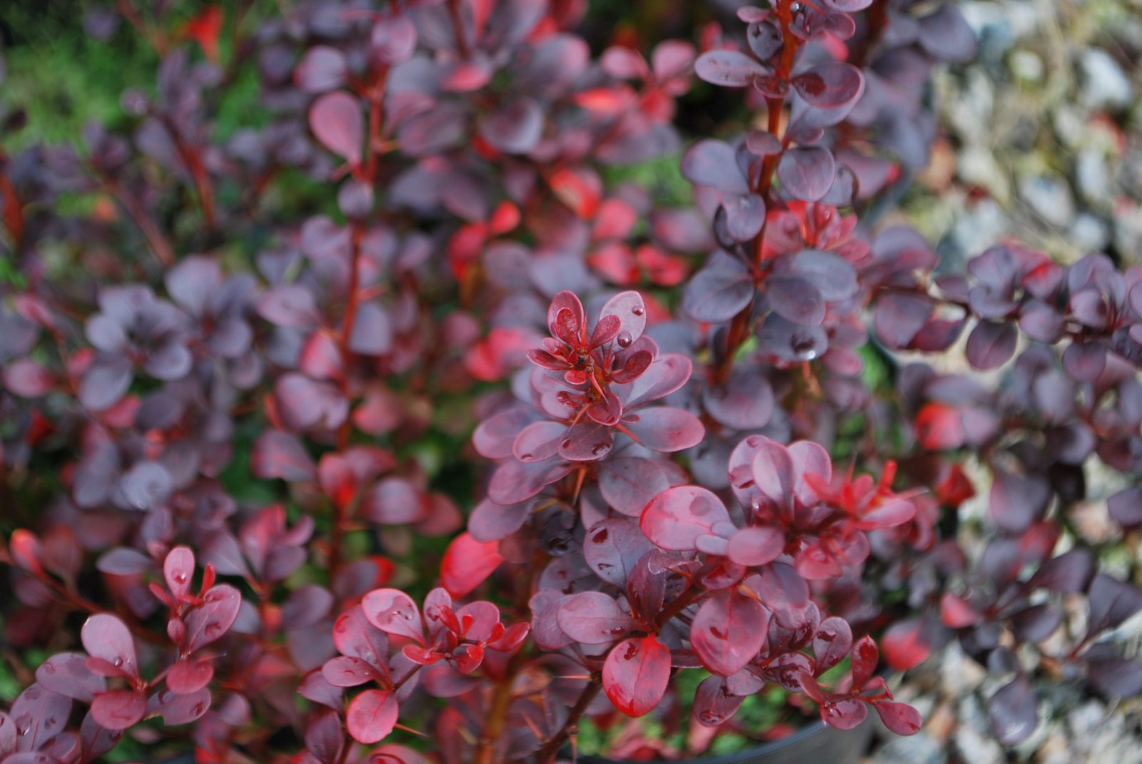 Berberys DART'S RED LADY