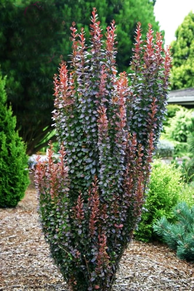 Berberys RED PILLAR