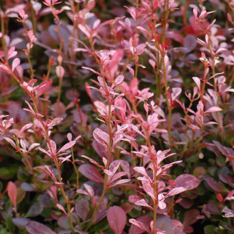 Berberys thunberga ROSE ROCKET
