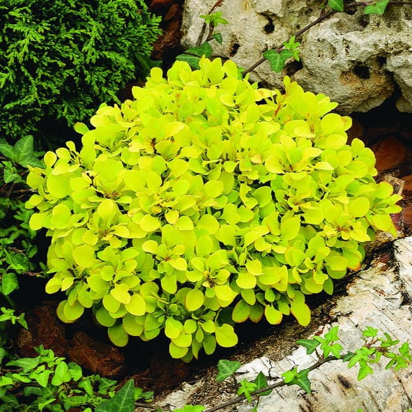 Berberys TINY GOLD