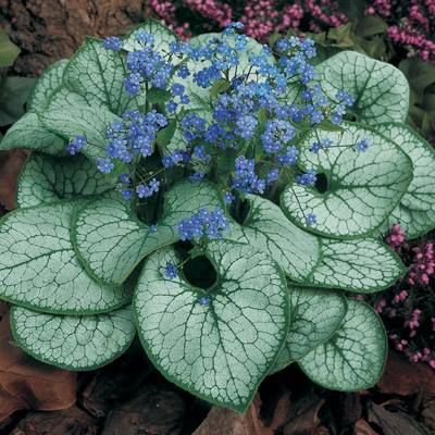 Brunnera ALEXANDER'S GREAT