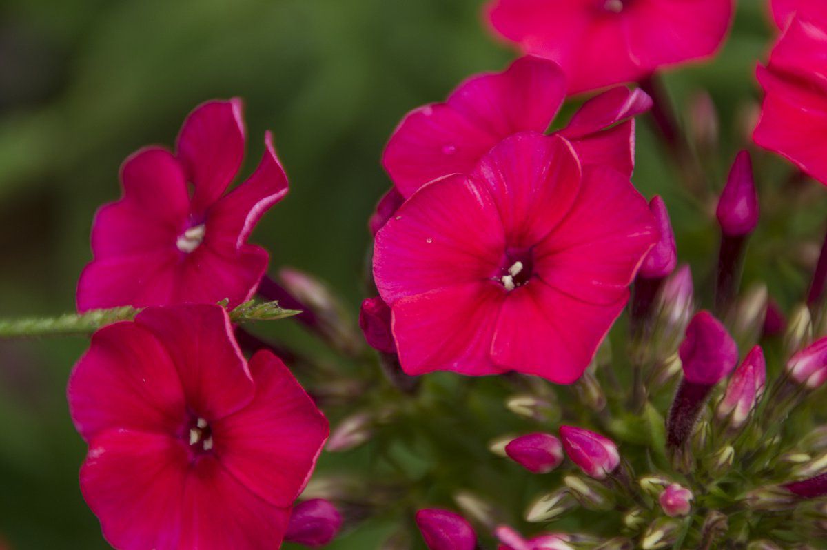 Floks Wiechowaty PEACOCK CHERRY RED