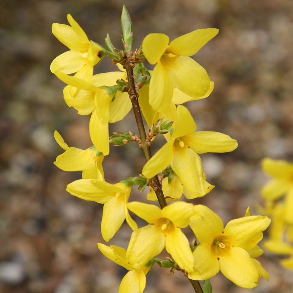 Forsycja Pośrednia LYNWOOD GOLD