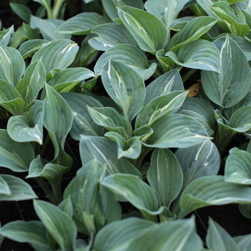 Funkia - Hosta KIWI FULL MONTY