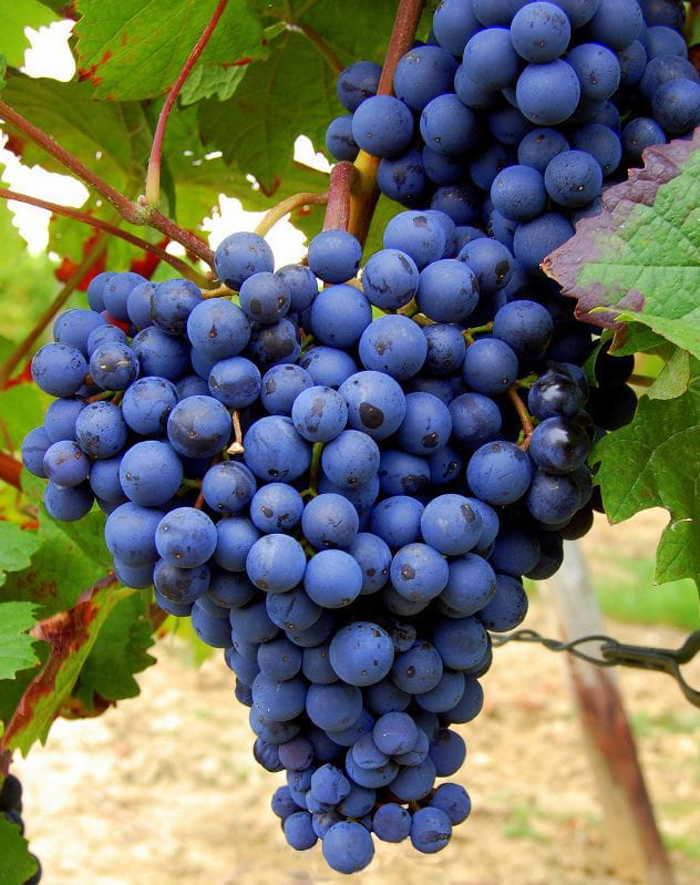 Winogrono Granatowe ALDEN