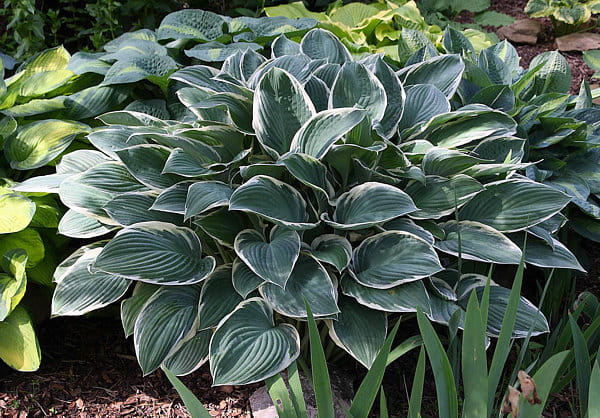 Funkia HOSTA TOM SCHMID