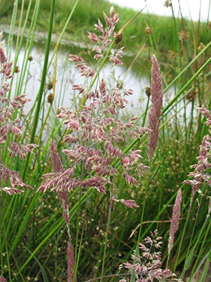 Glyceria maxima - MANNA MIELEC