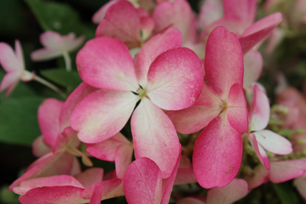 Hortensja bukietowa PINKY WINKY
