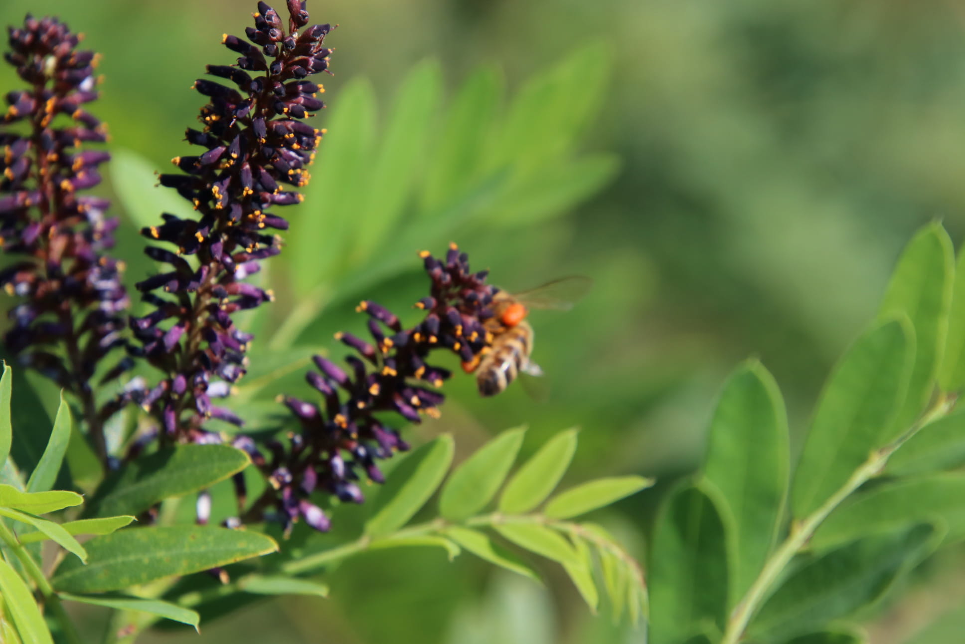 ndygowiec Zwyczajny Amorfa Krzewiasta