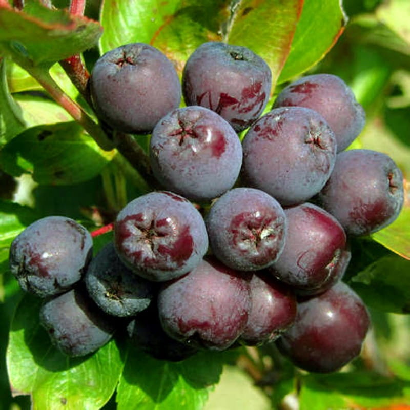 Jarzębina jadalna BURKA