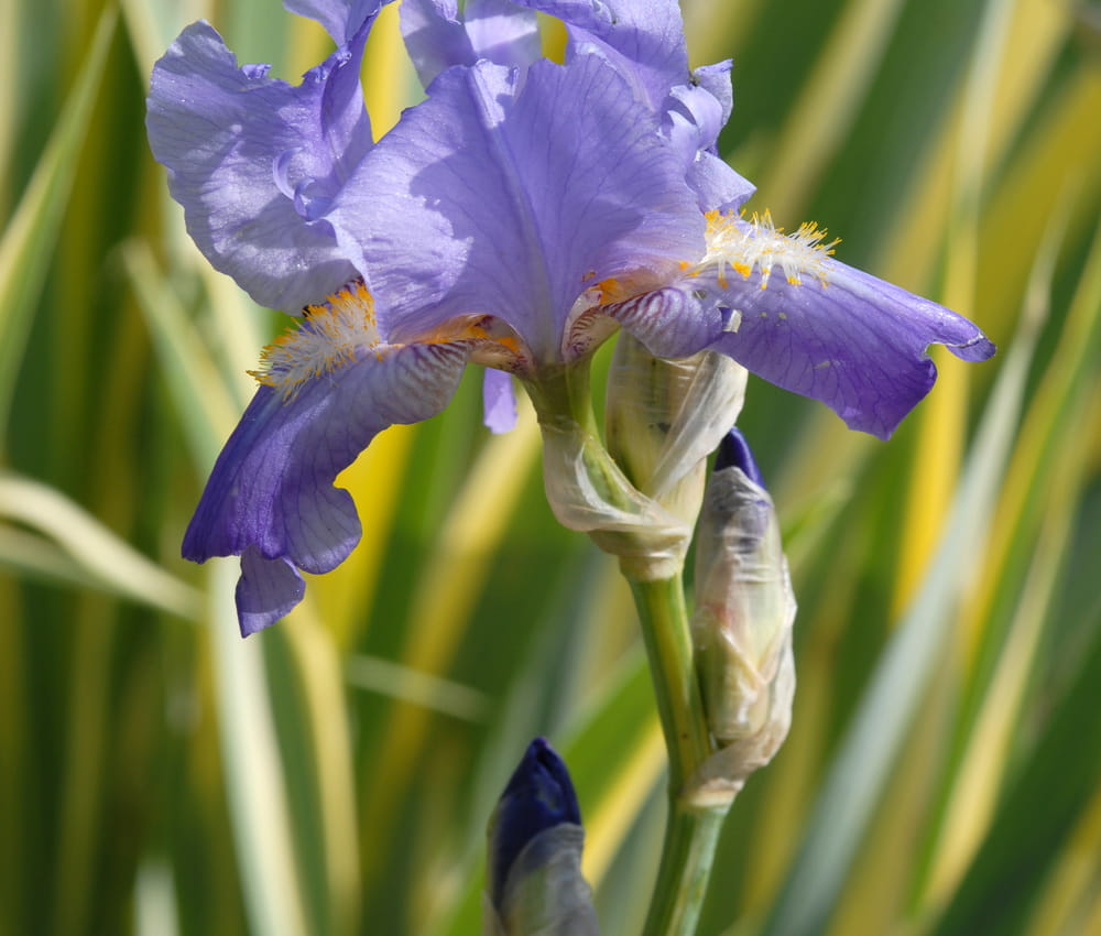Iris laevigata VARIEGATA - kosaciec gładki