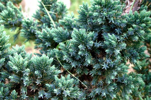 Jałowiec łuskowaty BLUE SPIDER