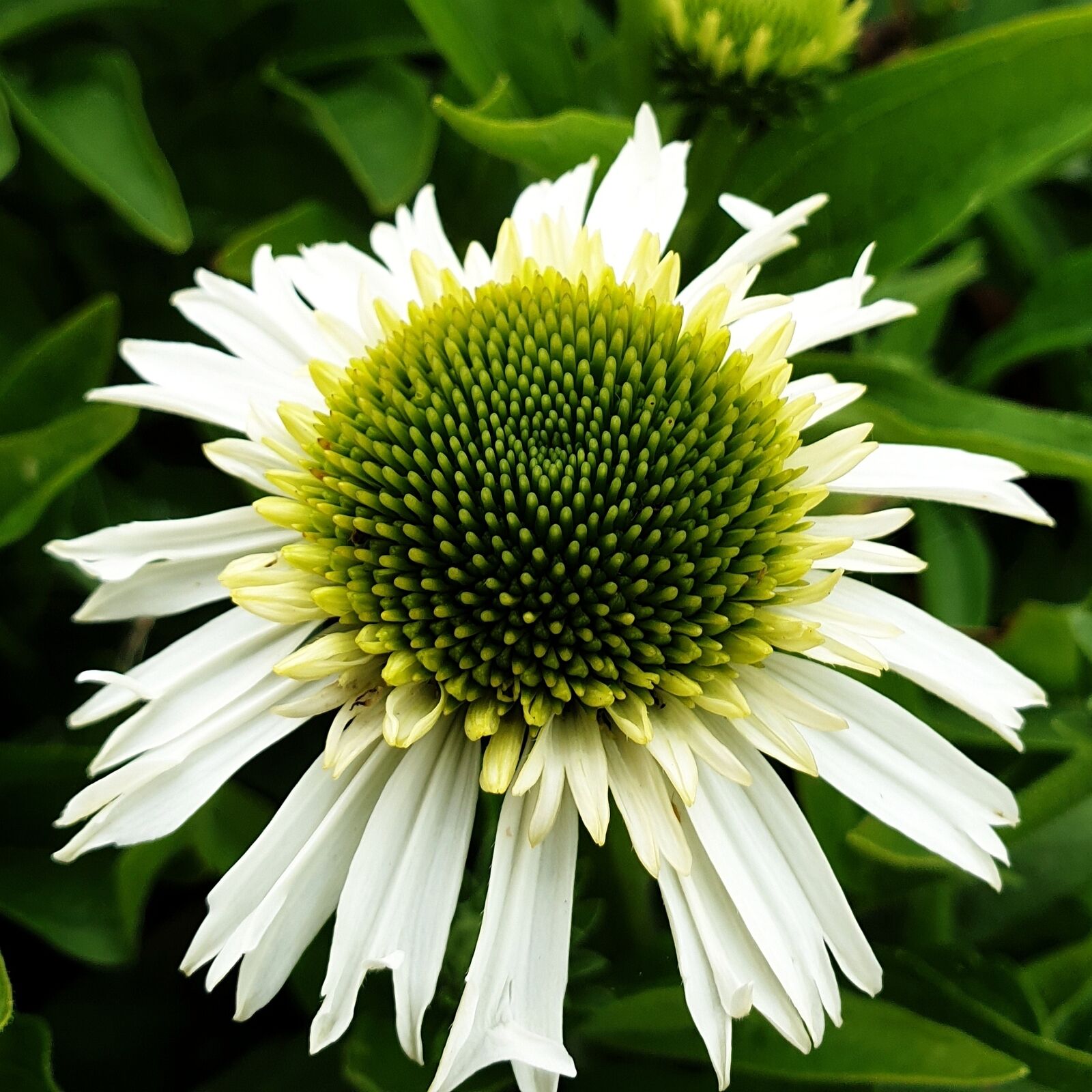 Jeżówka Echinacea DELICIOUS NOUGAT
