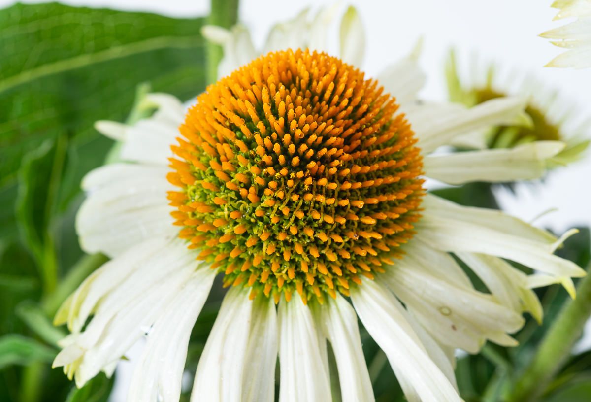 JEŻÓWKA PURPUROWA PRAIRE SPLENDOR COMPACT WHITE