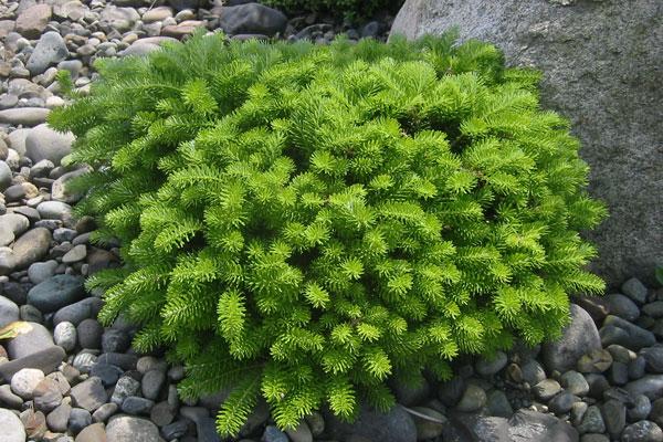 Jodła KOREAŃSKA GREEN CARPET