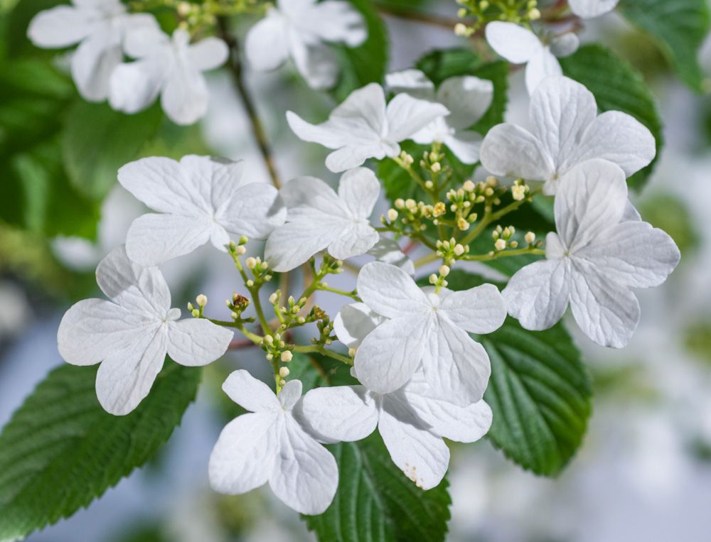 Kalina Japońska WATANABE